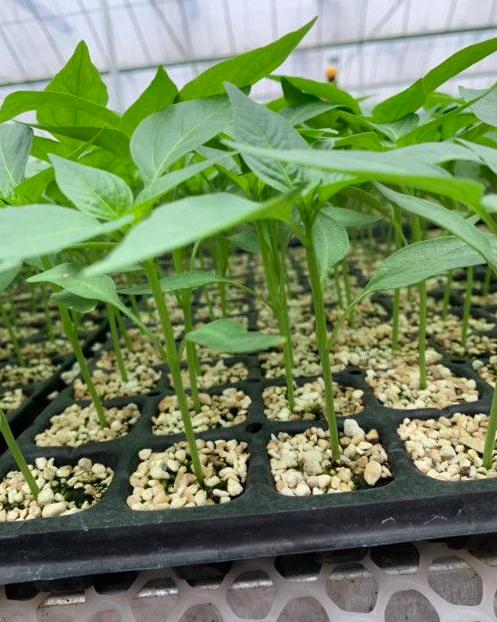 辣椒炭疽病又来了，叶片，果实受害严重？你需要加强以下6项管理