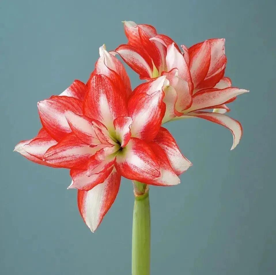 老北京歇后语无依无靠,老北京骂人的歇后语