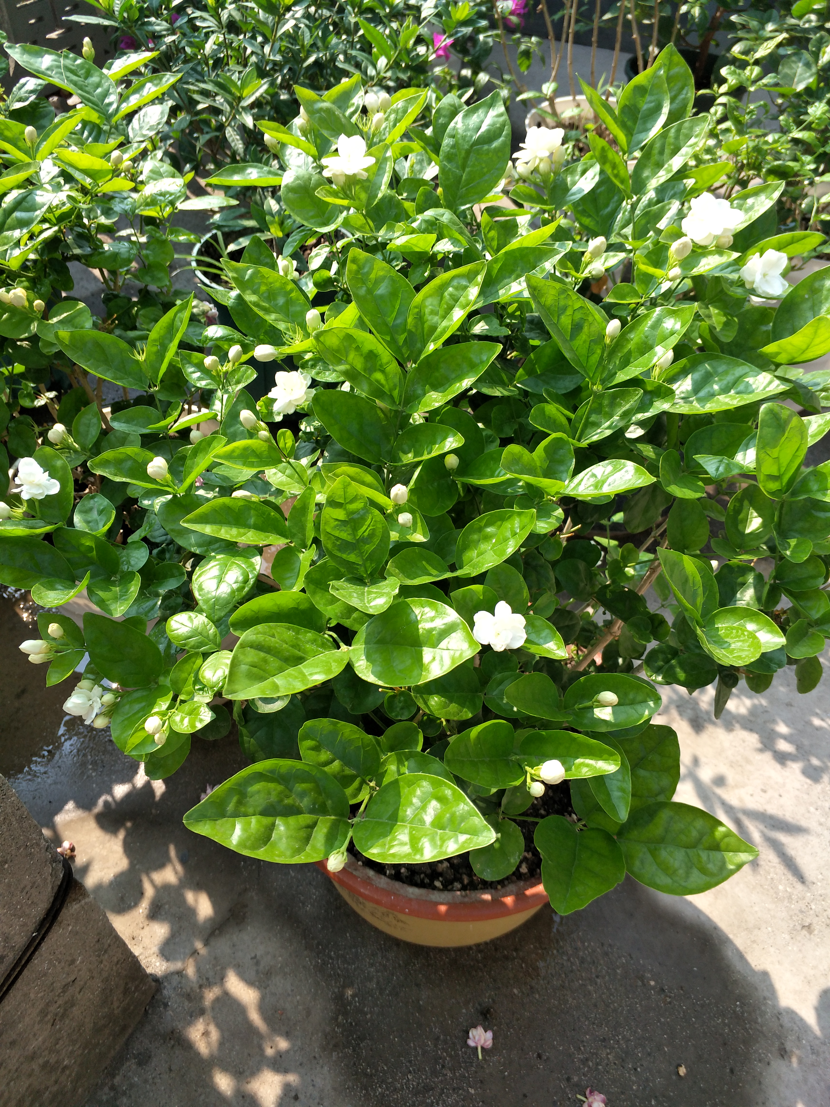 茉莉花叶片干枯掉落怎么回事,茉莉花叶子干枯脱落是什么原因