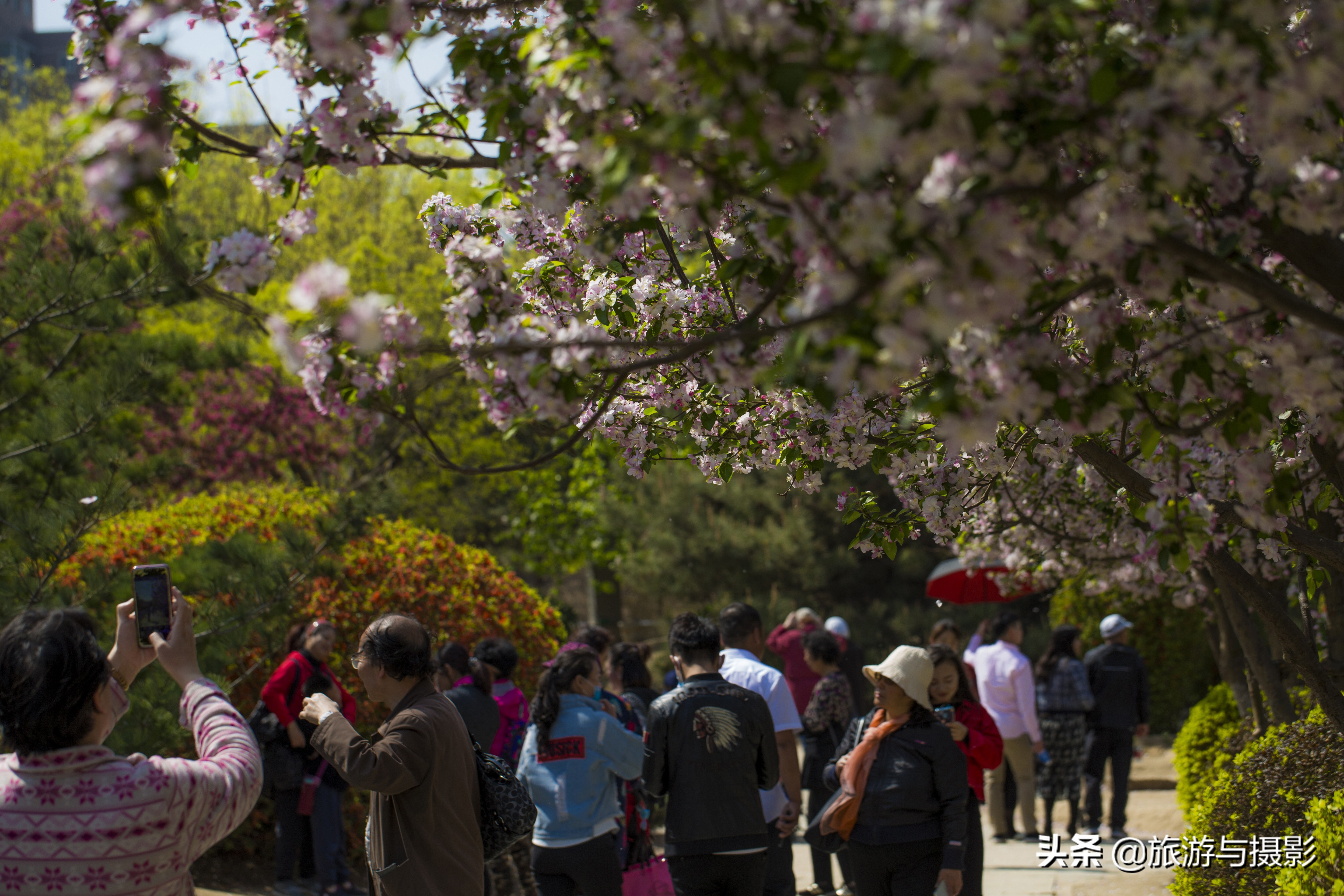 海棠花诗七绝,南宋海棠花图古诗