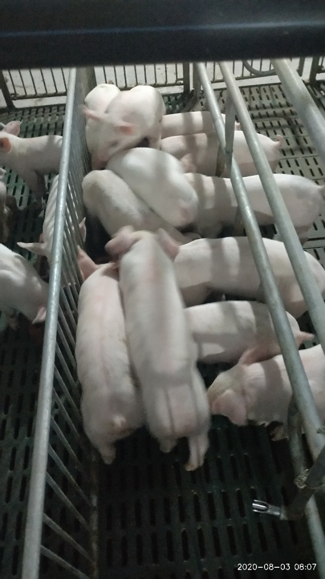 怀孕母猪有炎症怎么处理,母猪分娩舍消炎流程