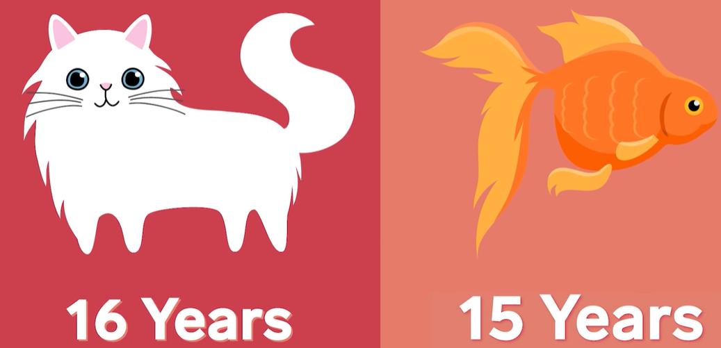 金鱼养多了怎么处理,金鱼养得越来越瘦