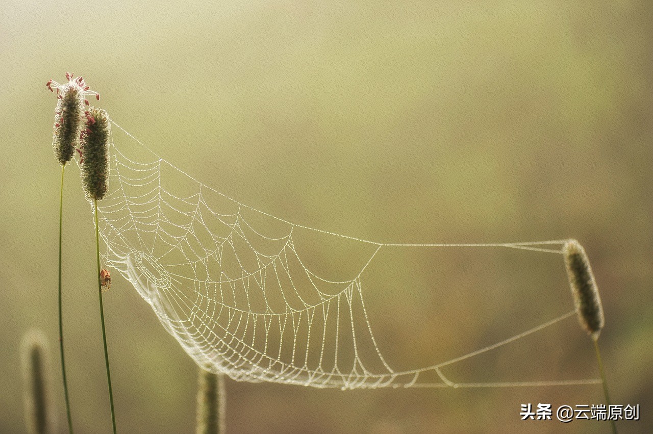 《蟢》-不是所有蜘蛛都可以叫蟢的