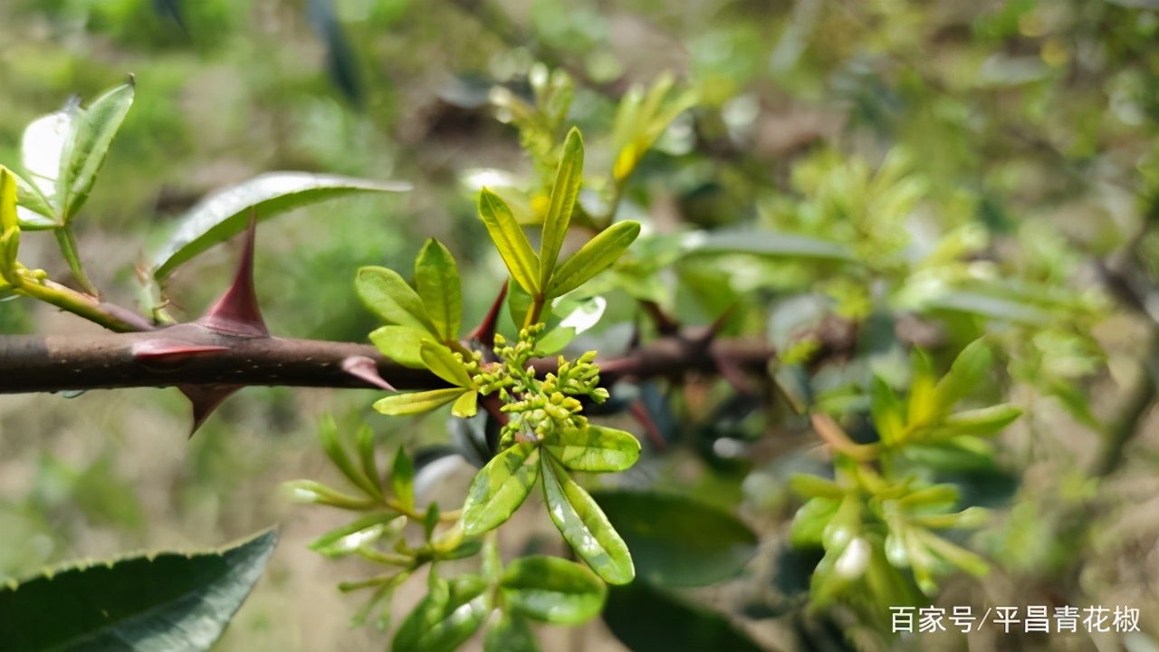 辣椒现代农业产业园创建方案,青县现代农业产业园