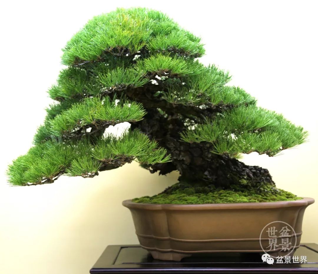 不可多得的黑松盆景素材,富贵大气的盆景有哪些