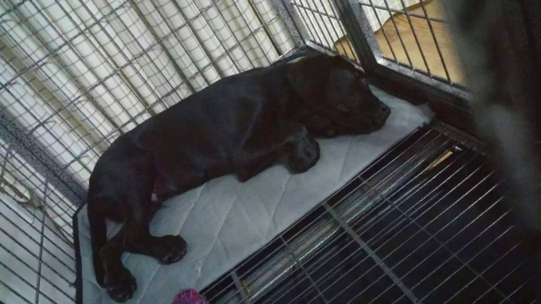 狗狗突然呕吐黄色液体是什么原因,狗狗突然呕吐喂生理盐水