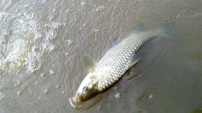 抄网鱼注意事项,抄网鱼怎么放鱼护最安全