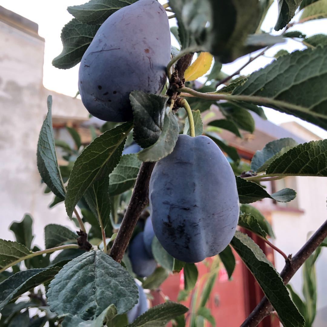 和西梅差不多的水果是什么水果,紫色的跟西梅差不多的水果