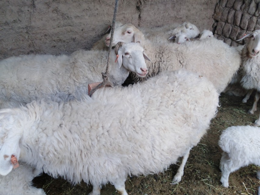 放养羊改成圈养羊之后该如何饲养？掌握这3步，省心省力又省钱