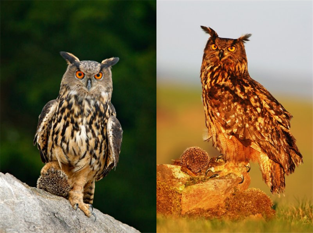 刺猬吃蛇过程,刺猬真的是蛇的天敌吗