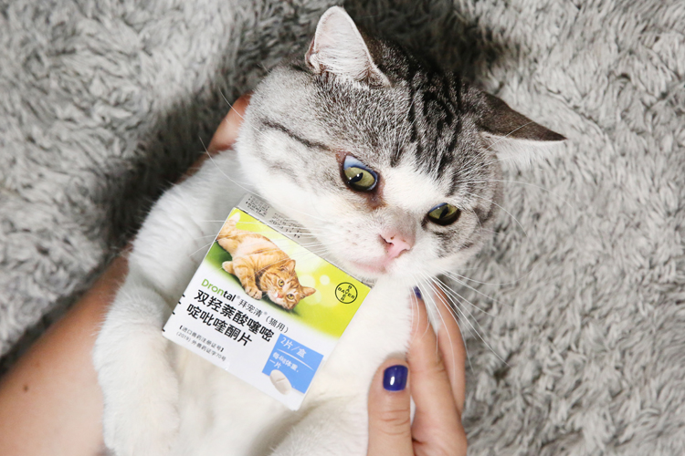 猫咪驱虫拜耳外驱一般什么价格,拜耳清宠物猫驱虫药好用吗