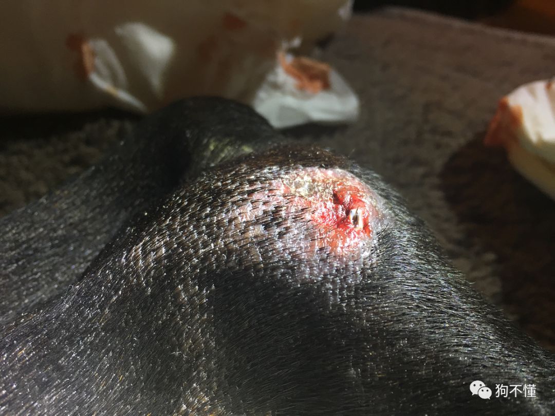 狗腿上有癣自己会好吗,狗腿上有白毛有什么说法