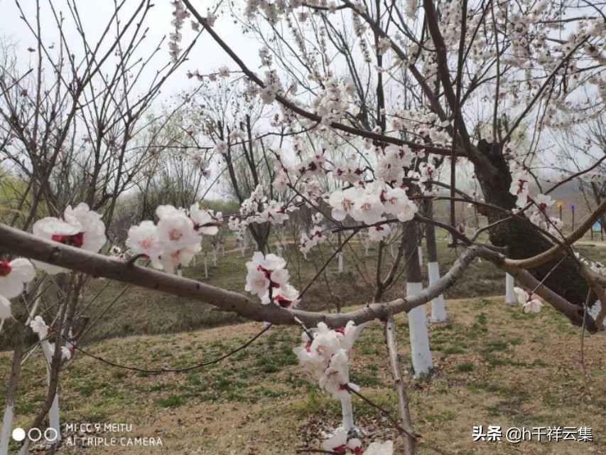 我的家乡商丘夏邑,夏邑又多一处美景有山有水还有花