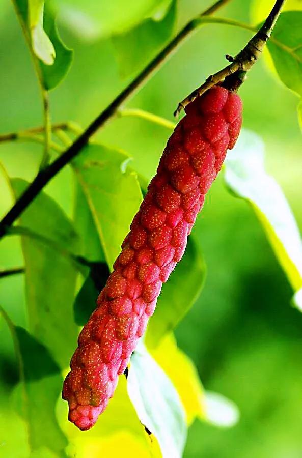 望春玉兰～早春先叶开放，花色素雅，美丽壮观