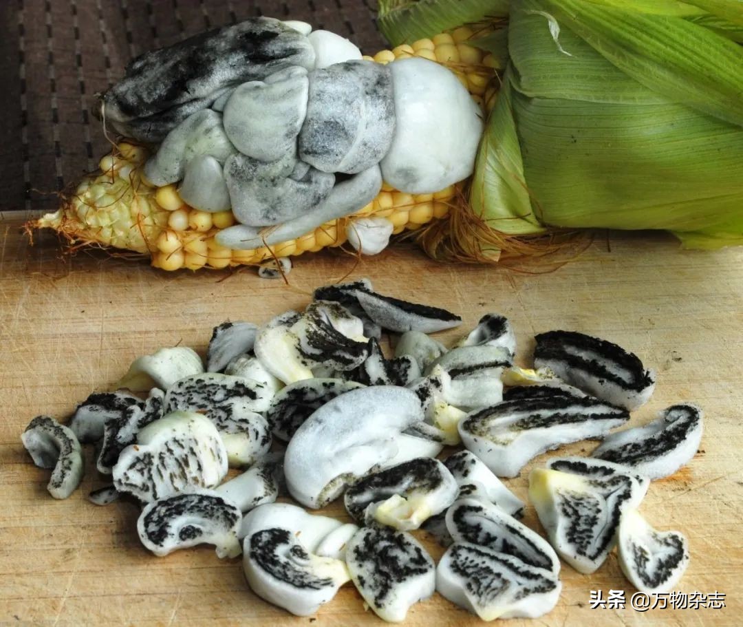玉米坏了煮了会怎么样,玉米坏掉了
