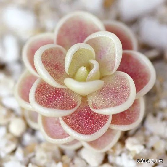 十大最贵法师多肉排行榜,玉露多肉最贵多少钱一棵