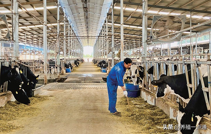 奶牛养殖要注意温度,奶牛各个阶段饲养管理要点