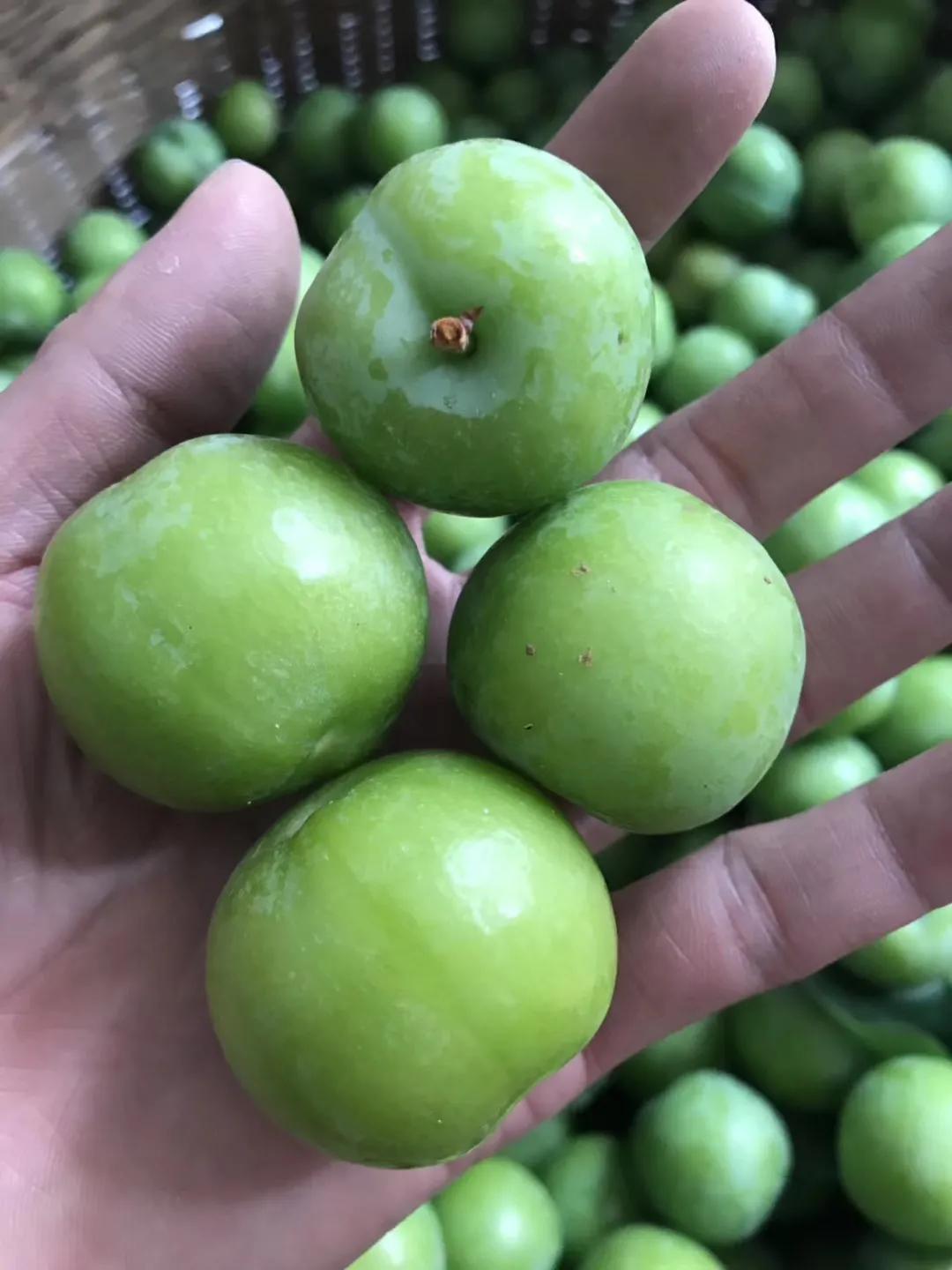 三华李南华李的区别,银妃三华李是早熟好还是迟熟好吃