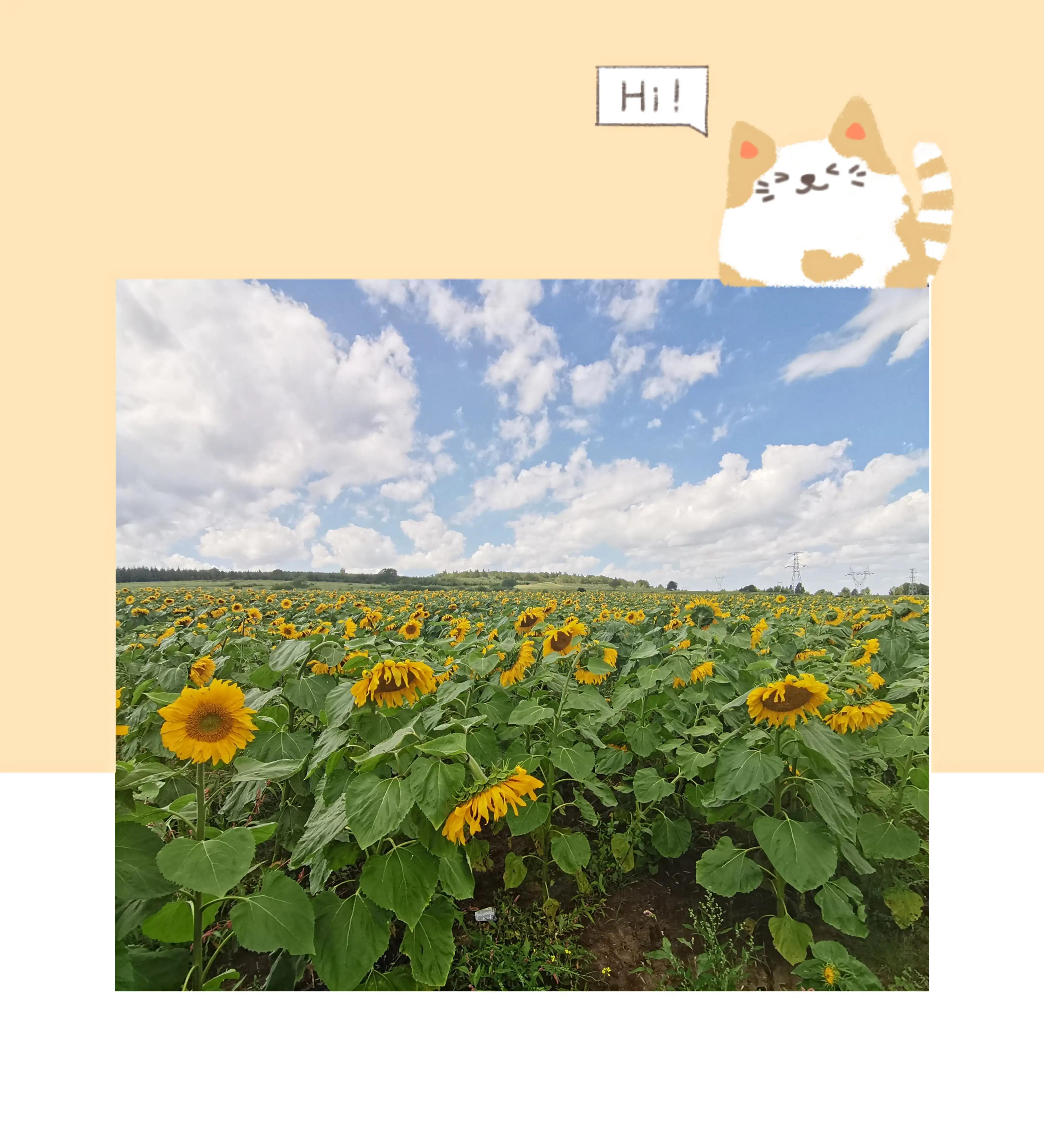 草原天路精彩视频,草原天路