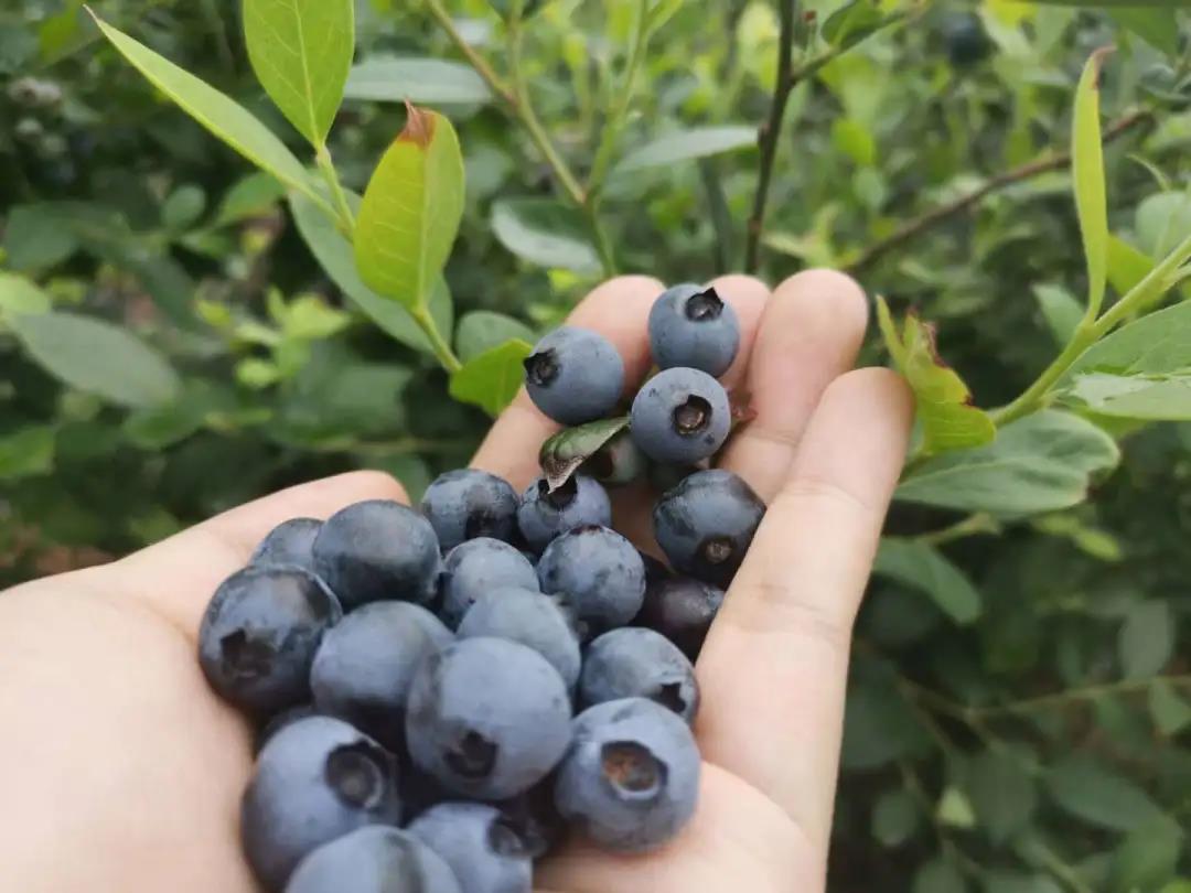 侨鑫生态园景区,华南生态休闲农庄