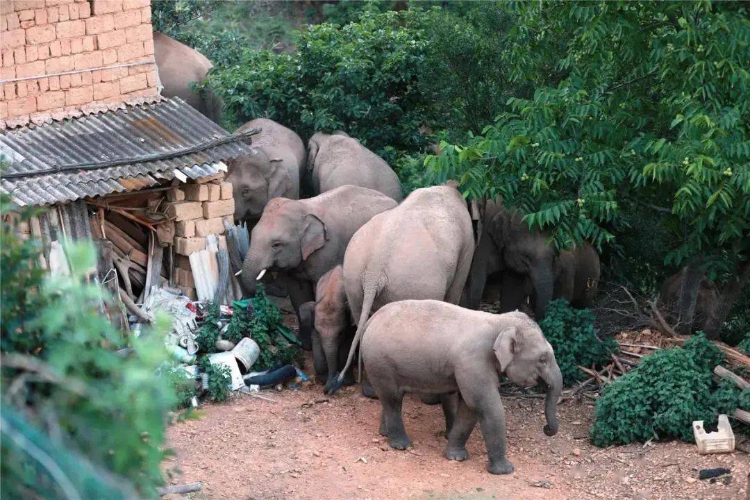 云南野象群将被劝返,云南野象群不走了