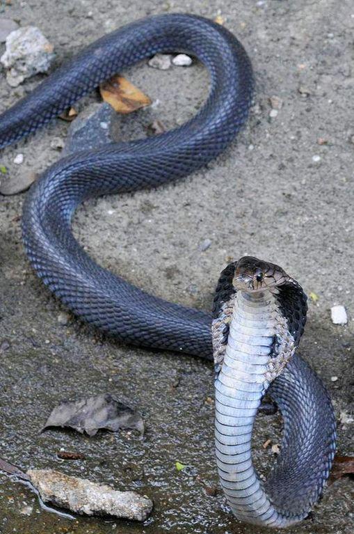 有毒蛇的地方长什么草,有毒蛇和无毒蛇咬的伤口区别
