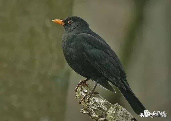 各国国鸟国宝有哪些,各国国鸟大小排名