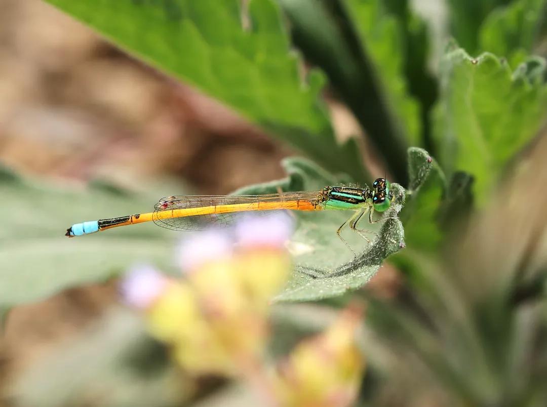 徒步云南虫谷,云南虫谷经典