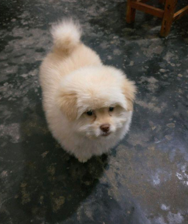 从狗贩子手中500买下金毛,从狗贩子买下了土狗