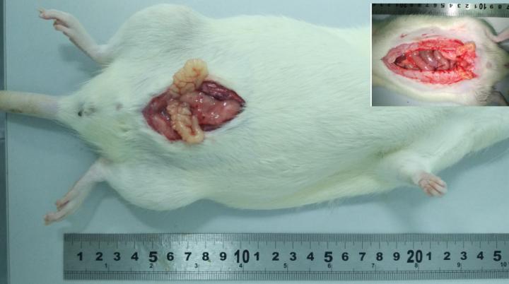 精囊阻塞,SVO大鼠模型的建模方法