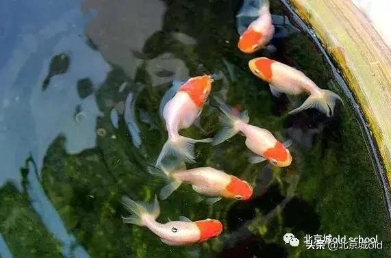 老北京养金鱼的讲究,老北京瓦盆养金鱼
