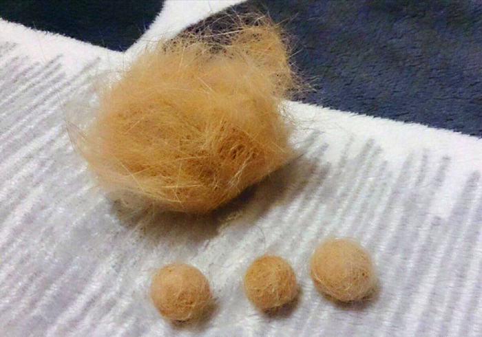 养猫发现有小飞虫,换季养猫注意事项千万别害了猫命