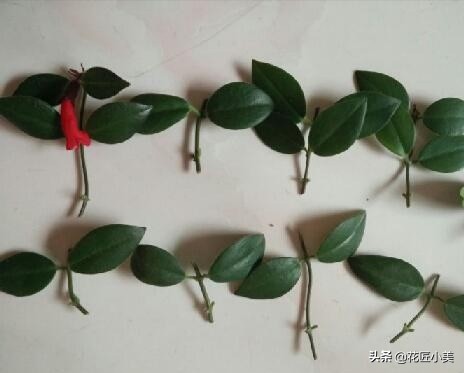 口红吊兰怎么养才能更旺盛视频,口红吊兰叶子发黄掉落是怎么回事
