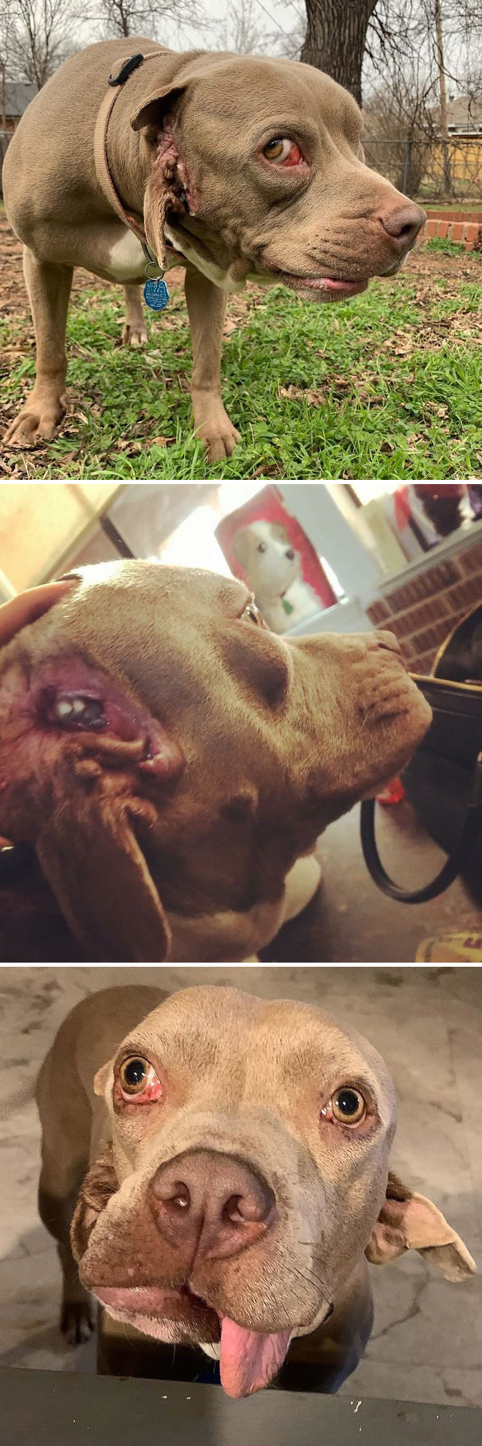 四只耳朵的猫有多稀有,四只耳朵的猫科动物