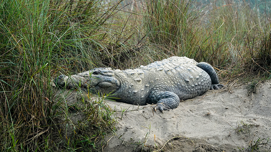 尼泊尔十堰,尼泊尔为什么这么穷