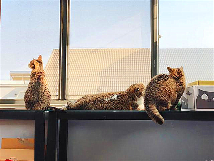 宠物猫懂事,为什么猫总是被收养