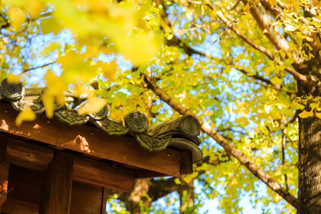 十首最美秋诗,10首最美秋夜诗词