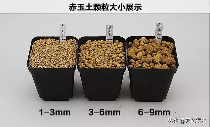 生桩的种植方法和技巧,生桩用什么土栽种最好