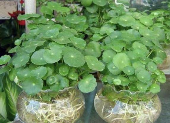 马蹄莲和睡莲一样吗,花卉绿植盆栽马蹄莲怎么养