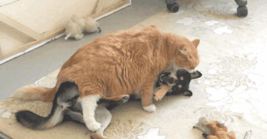 猫咪超过三天不吃东西——小心有疾病潜伏