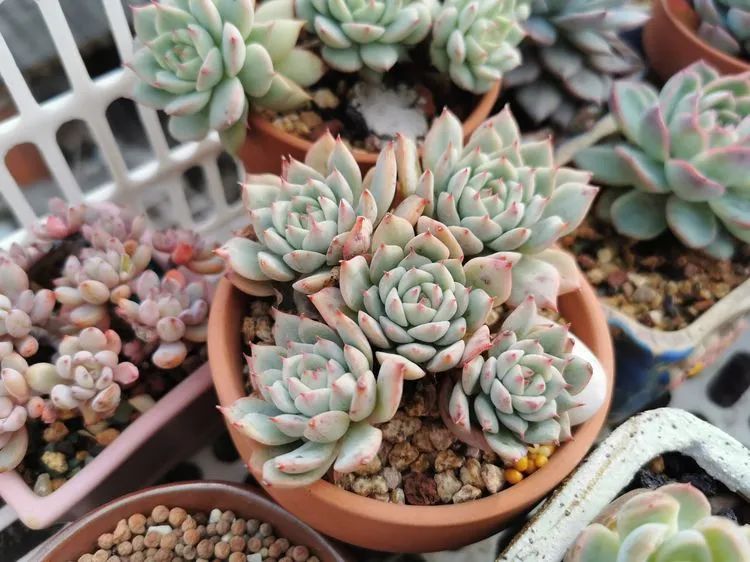 我和多肉,我与多肉