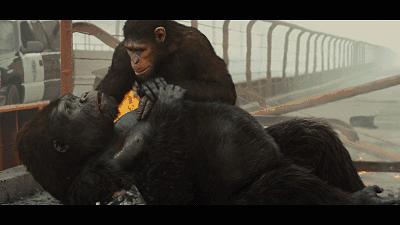 鹦鹉为什么能够模仿人类的语言,鹦鹉会模仿人类的动作吗