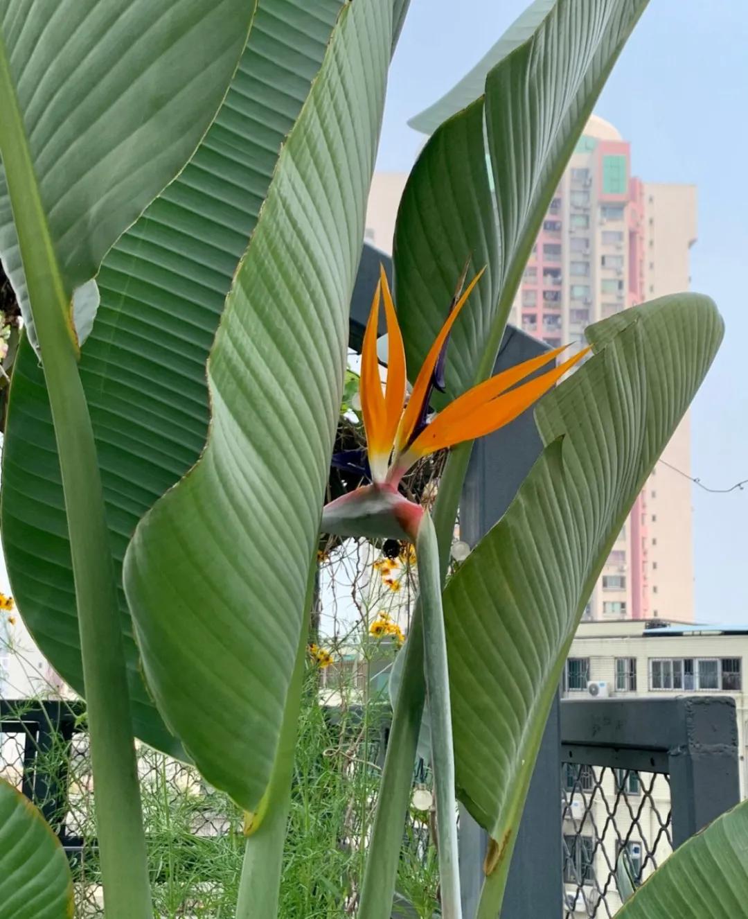 教你如何避开假货买到真品,一张图告诉你怎样分辨假货