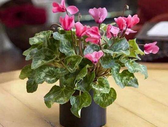 仙客来烂根怎么办,仙客来烂根处理方法