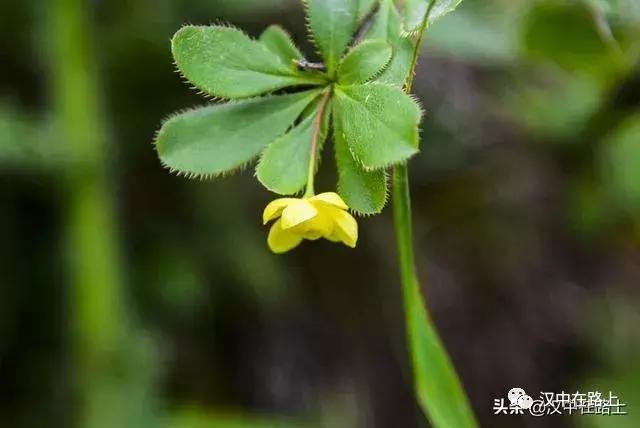 探秘汉中,汉中一村子窜入野生羚牛