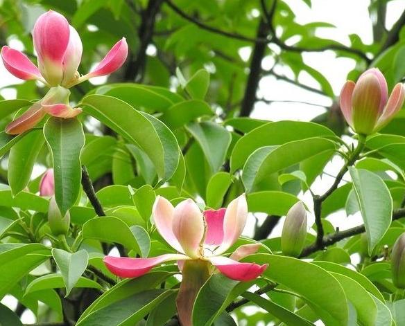 海藻面膜有真假吗,海藻面膜真的有那么好吗怎么用