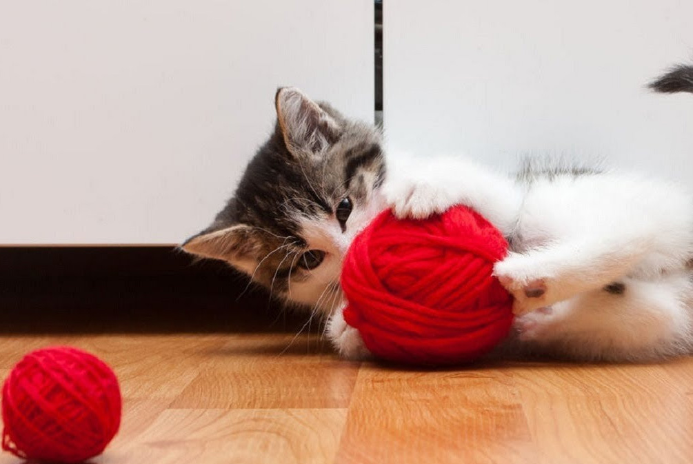 猫害怕陌生人躲起来,怎么让家猫对陌生人有警惕性
