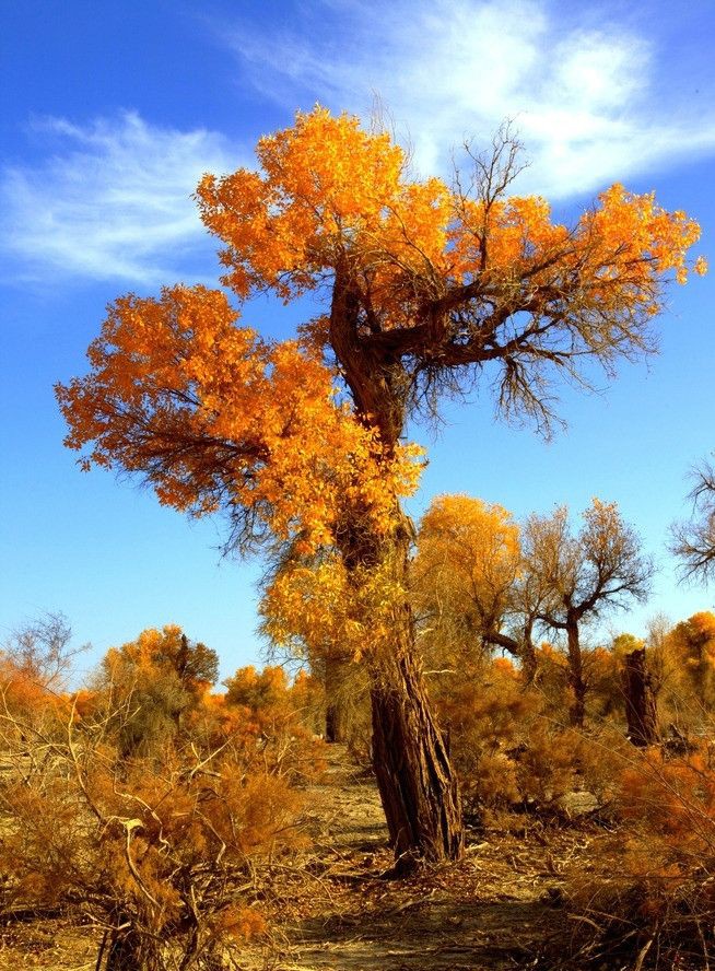 天津到独库公路自驾游攻略,最新新疆自驾游七日独库公路攻略