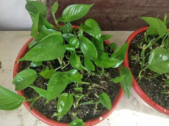 君子兰砍一刀留几公分,君子兰砍了一刀就开花了