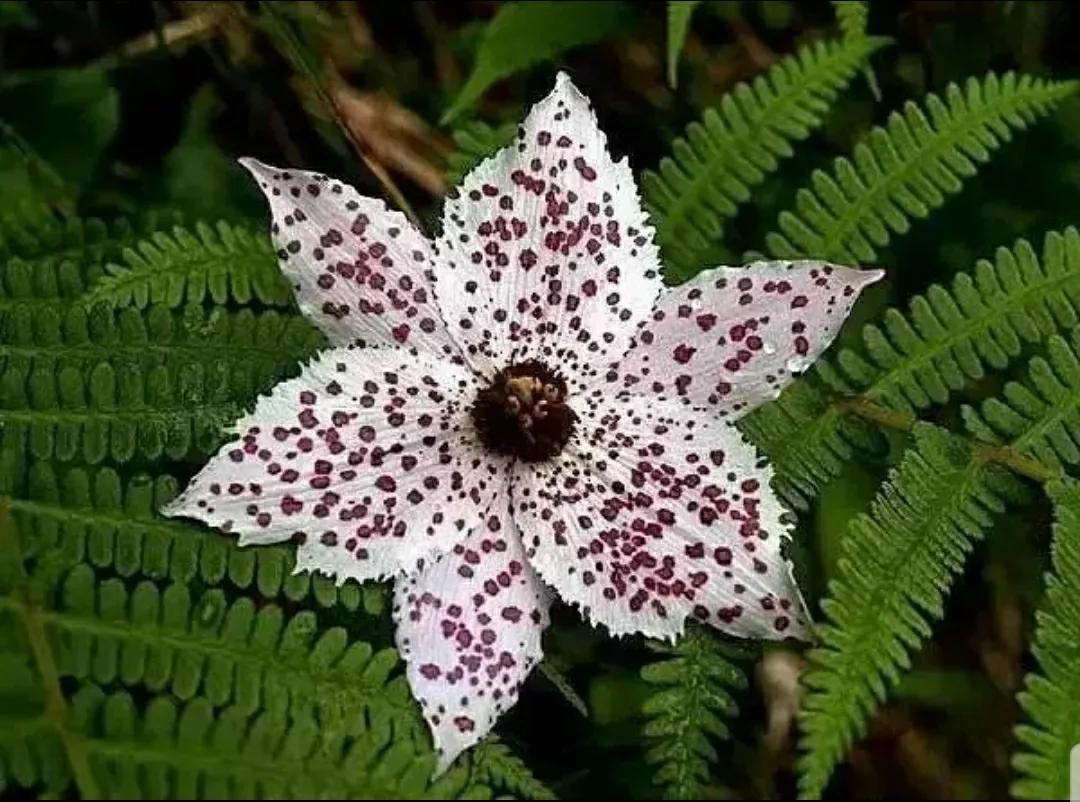 芳踪难觅濒危花！清新治愈篇：沙漠高原是吾家，豹子花的春天来了